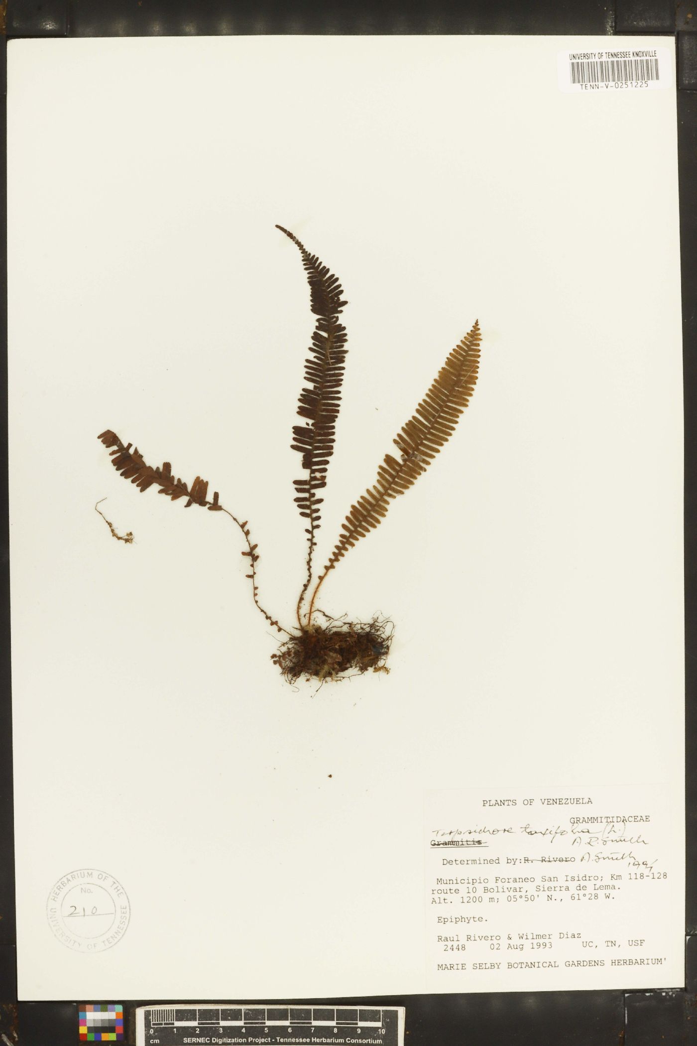 Terpsichore taxifolia image