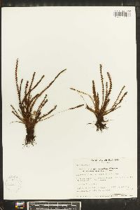 Moranopteris taenifolia image