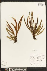 Grammitis flabelliformis image