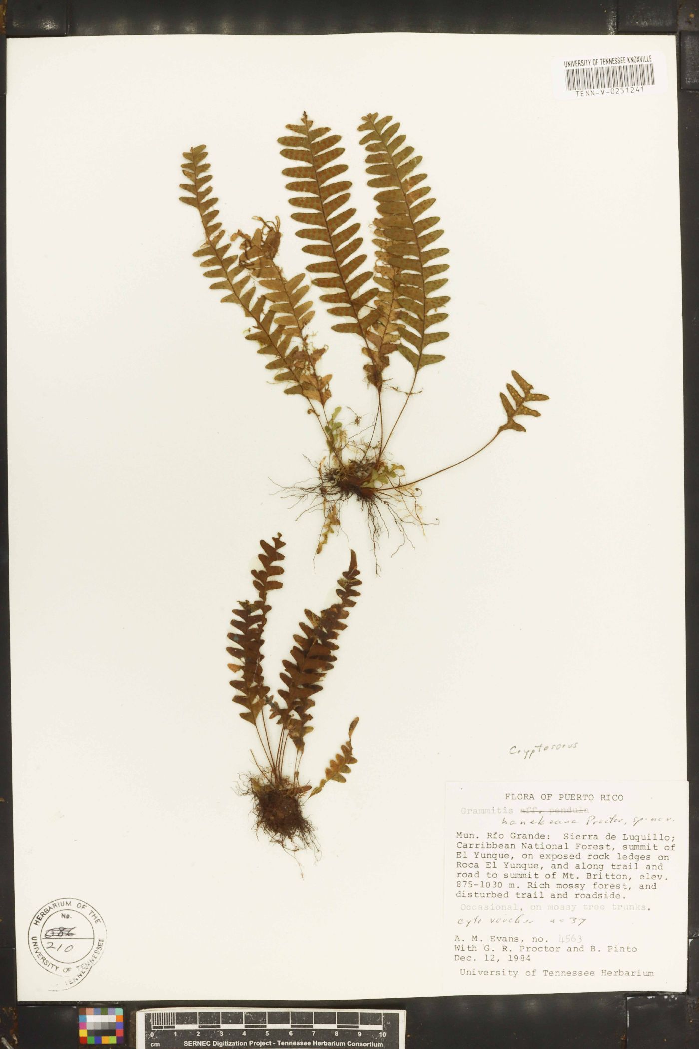 Grammitis hanekeana image