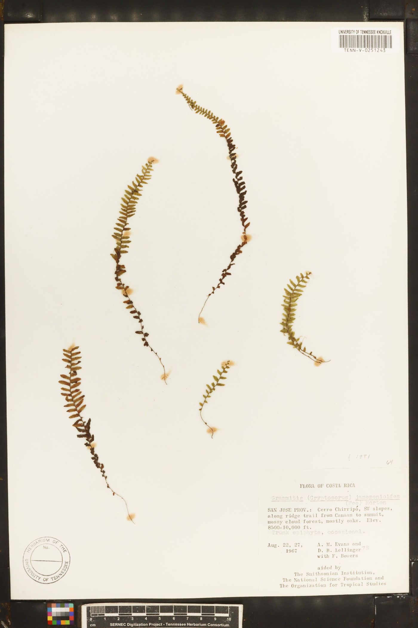 Galactodenia image