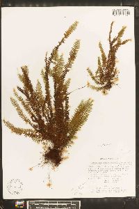 Image of Galactodenia subscabra
