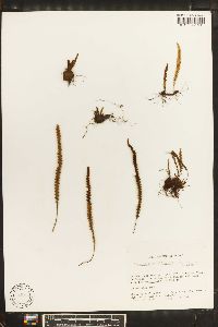 Grammitis moniliformis image