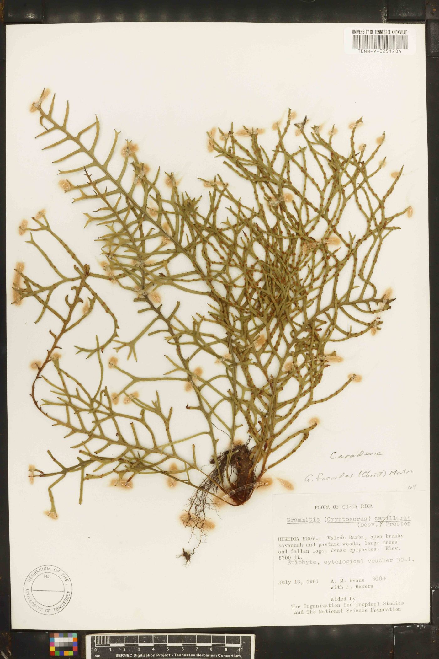 Ceradenia fucoides image
