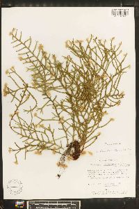 Ceradenia fucoides image