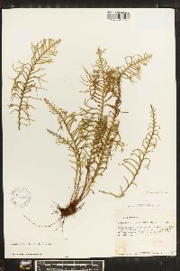 Ceradenia fucoides image