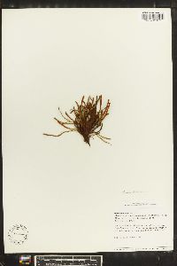 Ceradenia jungermannioides image