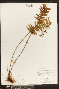 Image of Ceradenia meridensis