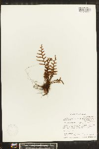 Lellingeria subsessilis image