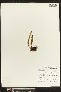 Lellingeria suspensa image