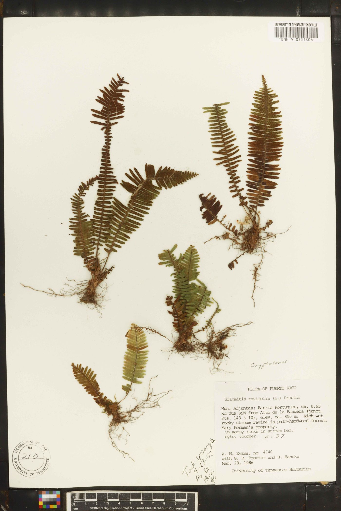 Grammitis taxifolia image