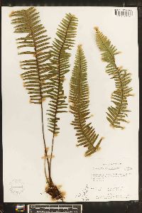 Grammitis taxifolia image