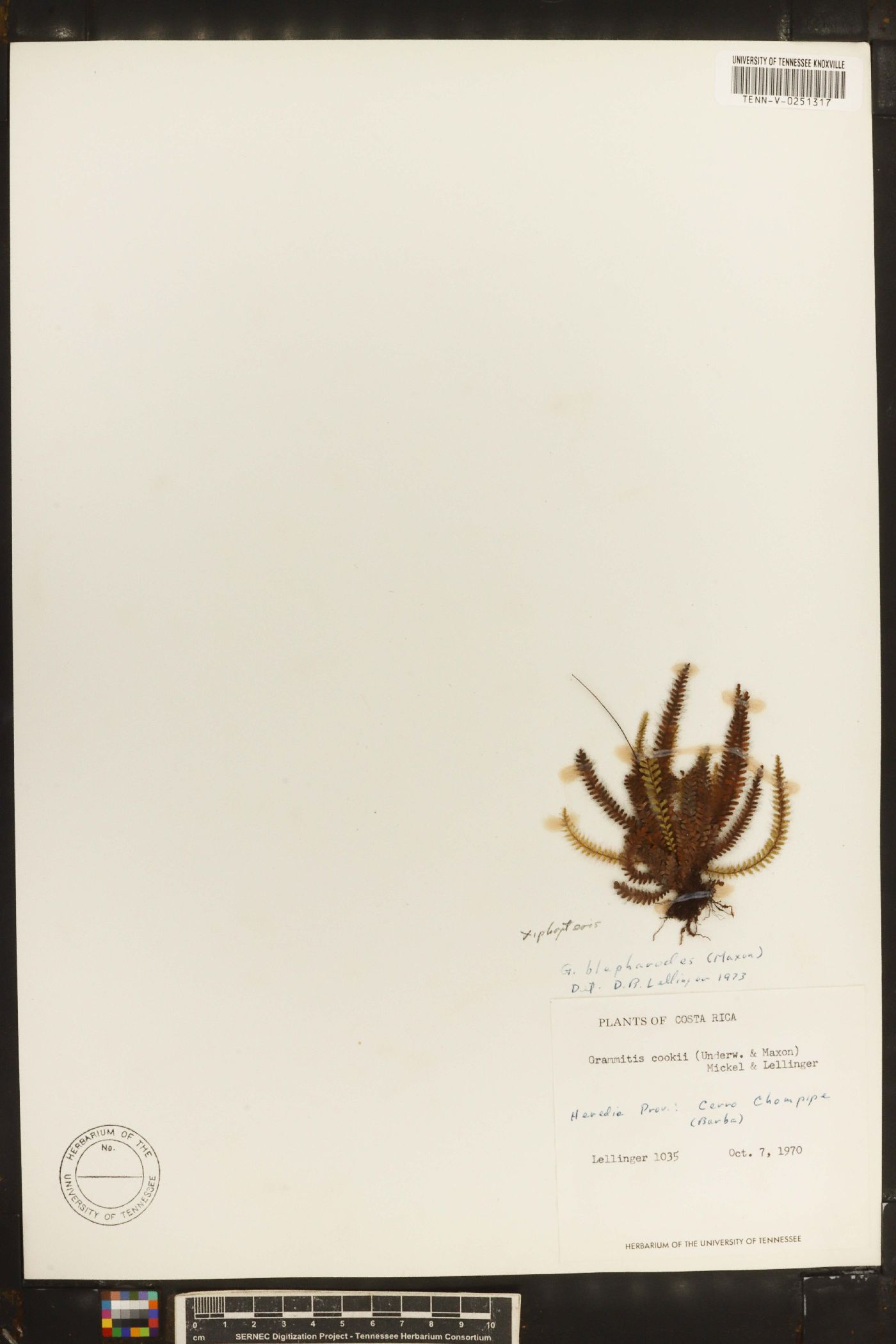 Moranopteris taenifolia image