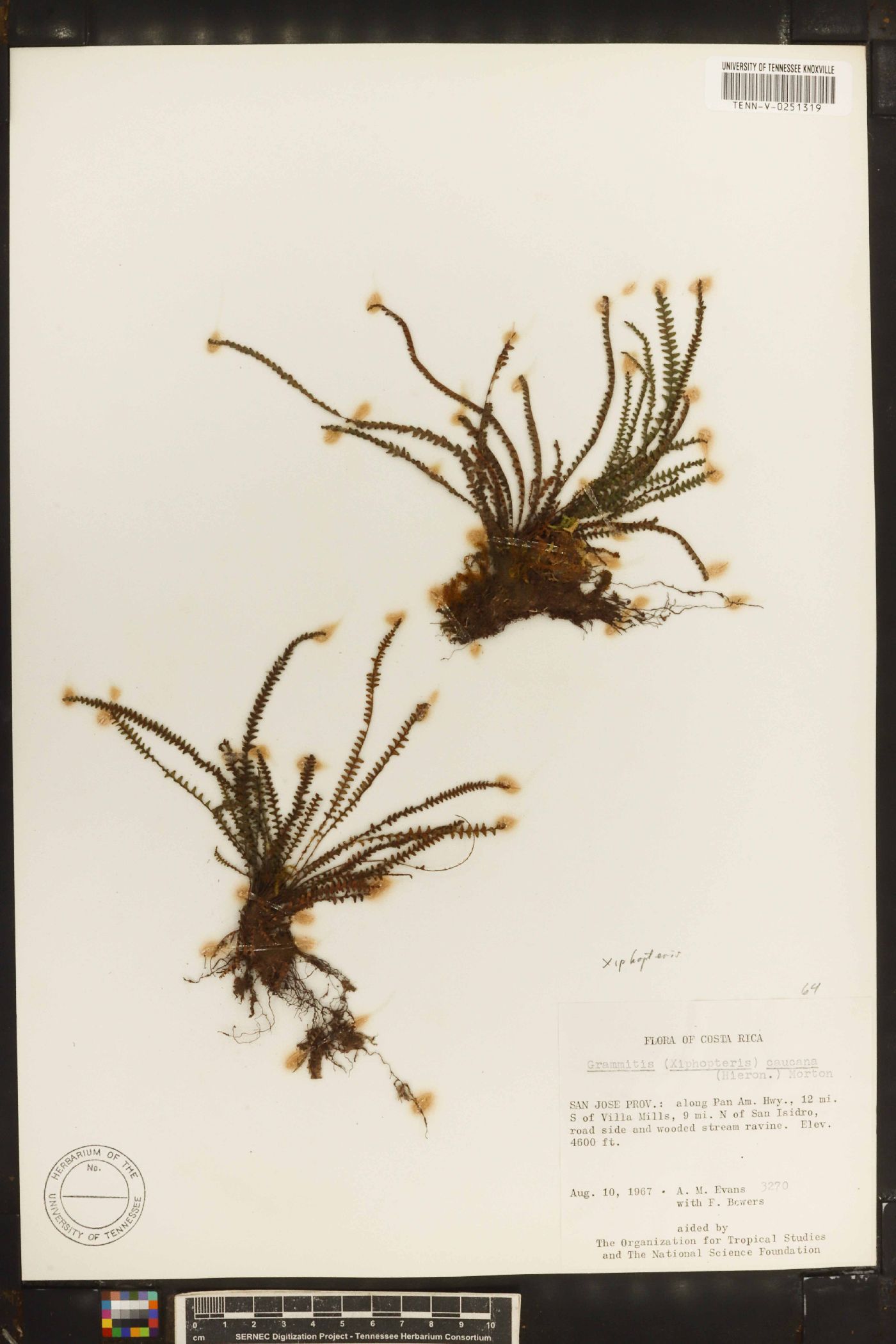 Moranopteris caucana image