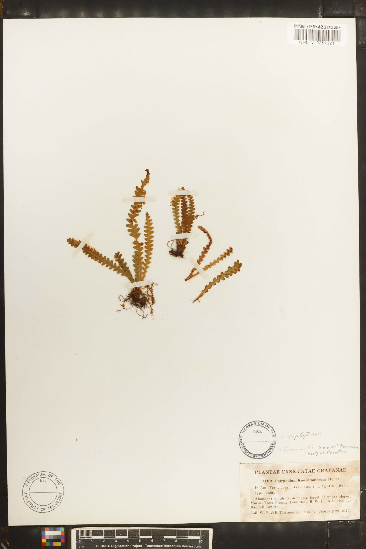 Grammitis knowltoniorum image