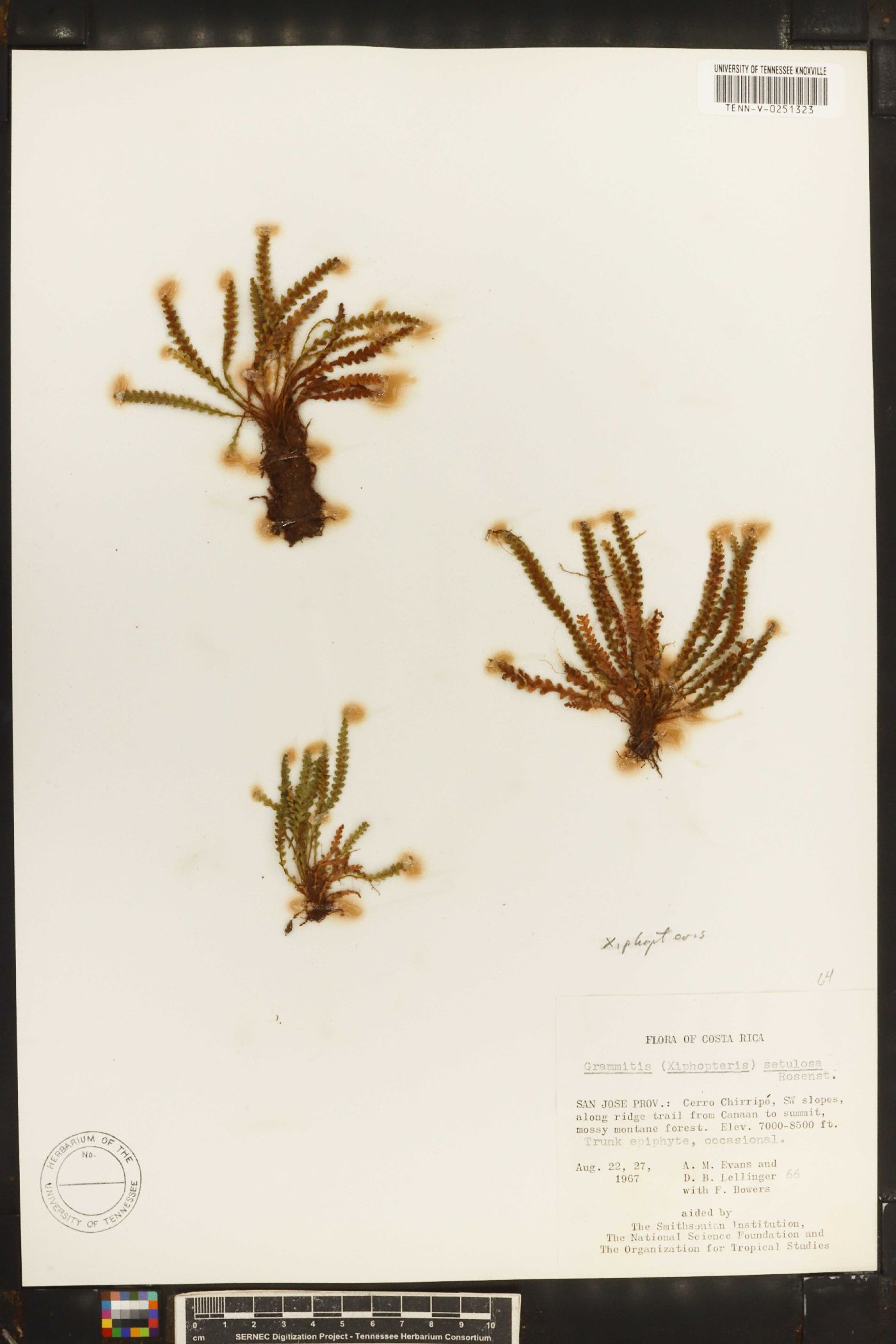 Grammitis setulosa image