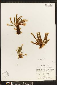 Grammitis setulosa image