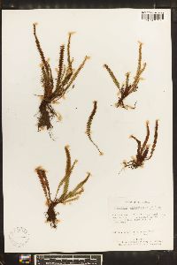 Grammitis setulosa image