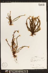 Grammitis setulosa image
