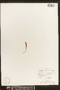 Grammitis setulosa image