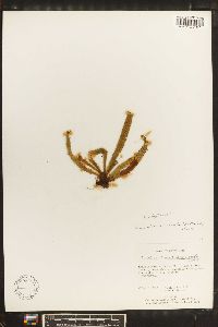 Moranopteris truncicola image