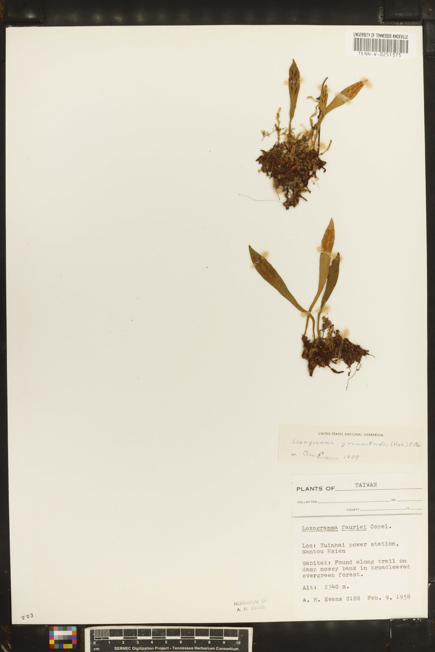 Loxogramme grammitoides image