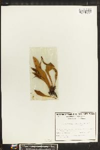 Anarthropteris lanceolata image