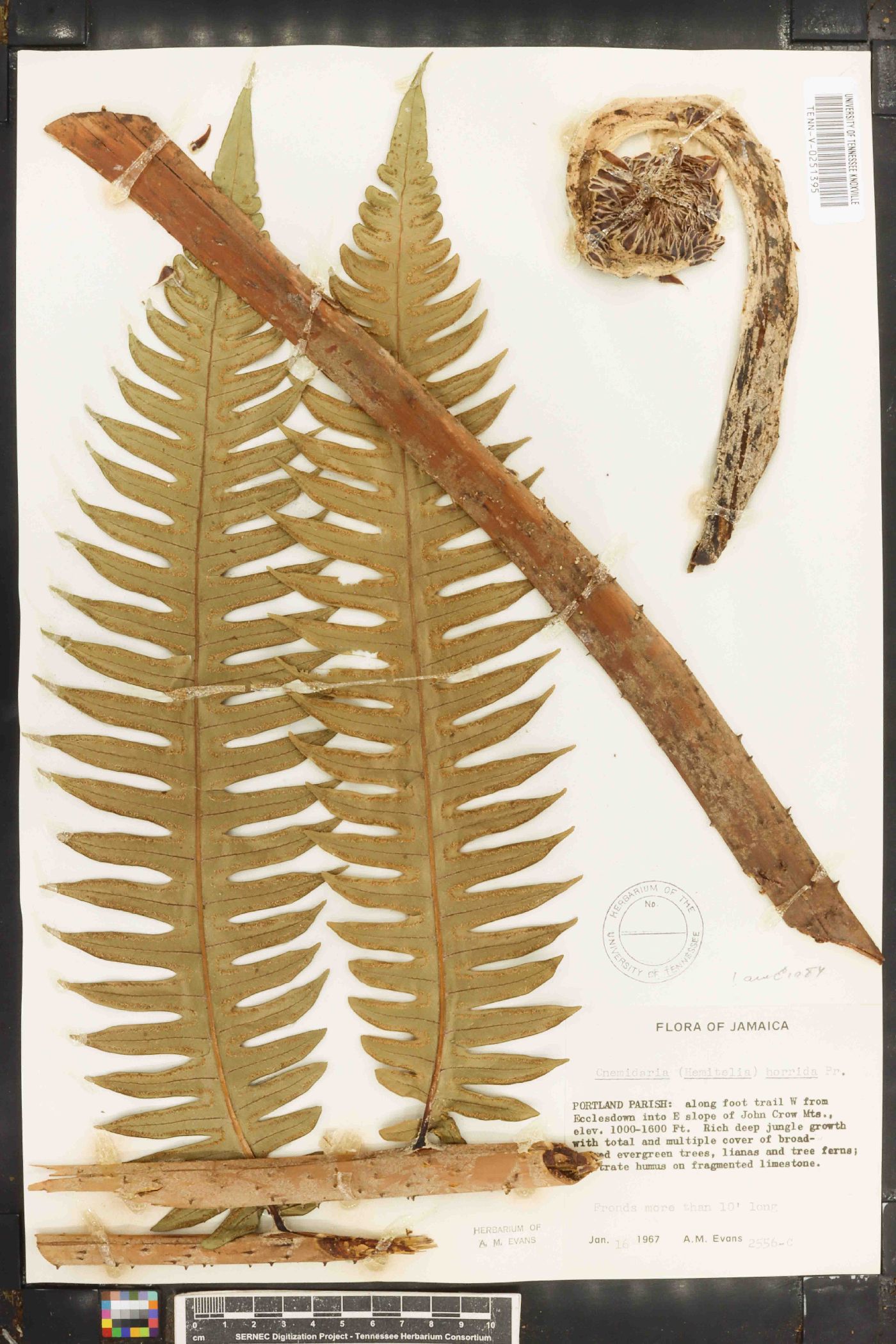 Hemitelia horrida image