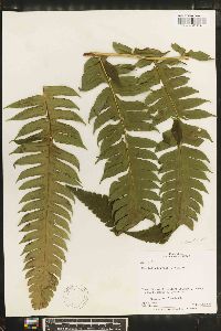 Hemitelia horrida image