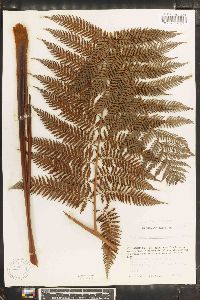 Lophosoria quadripinnata image