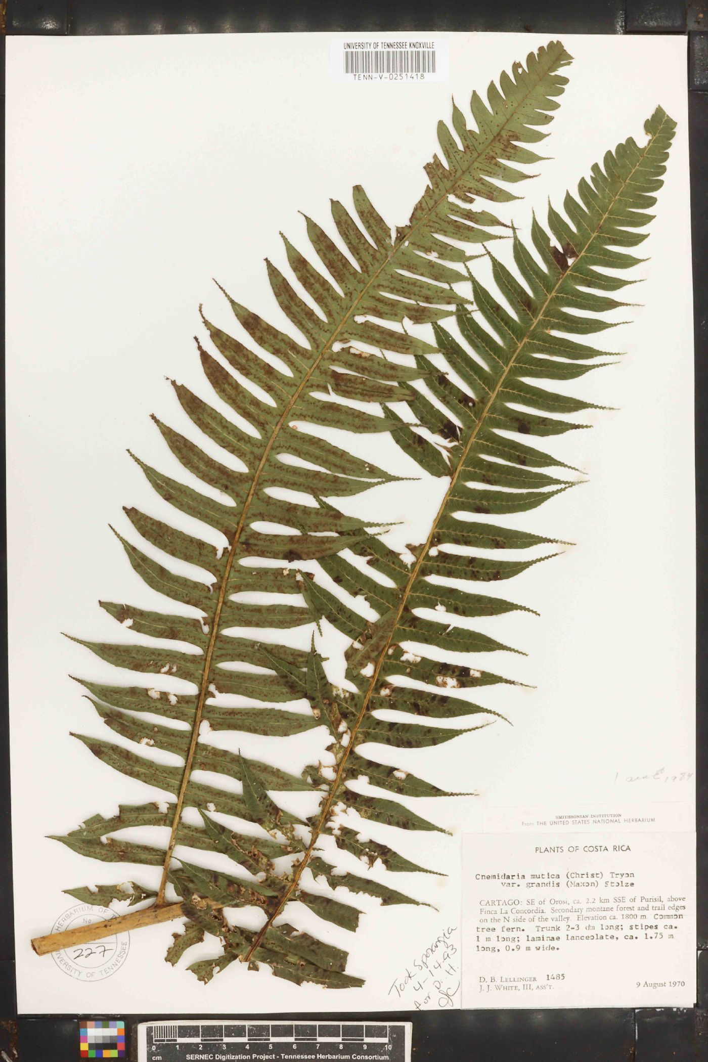 Cnemidaria mutica image