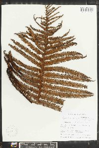 Cyathea bryophila image