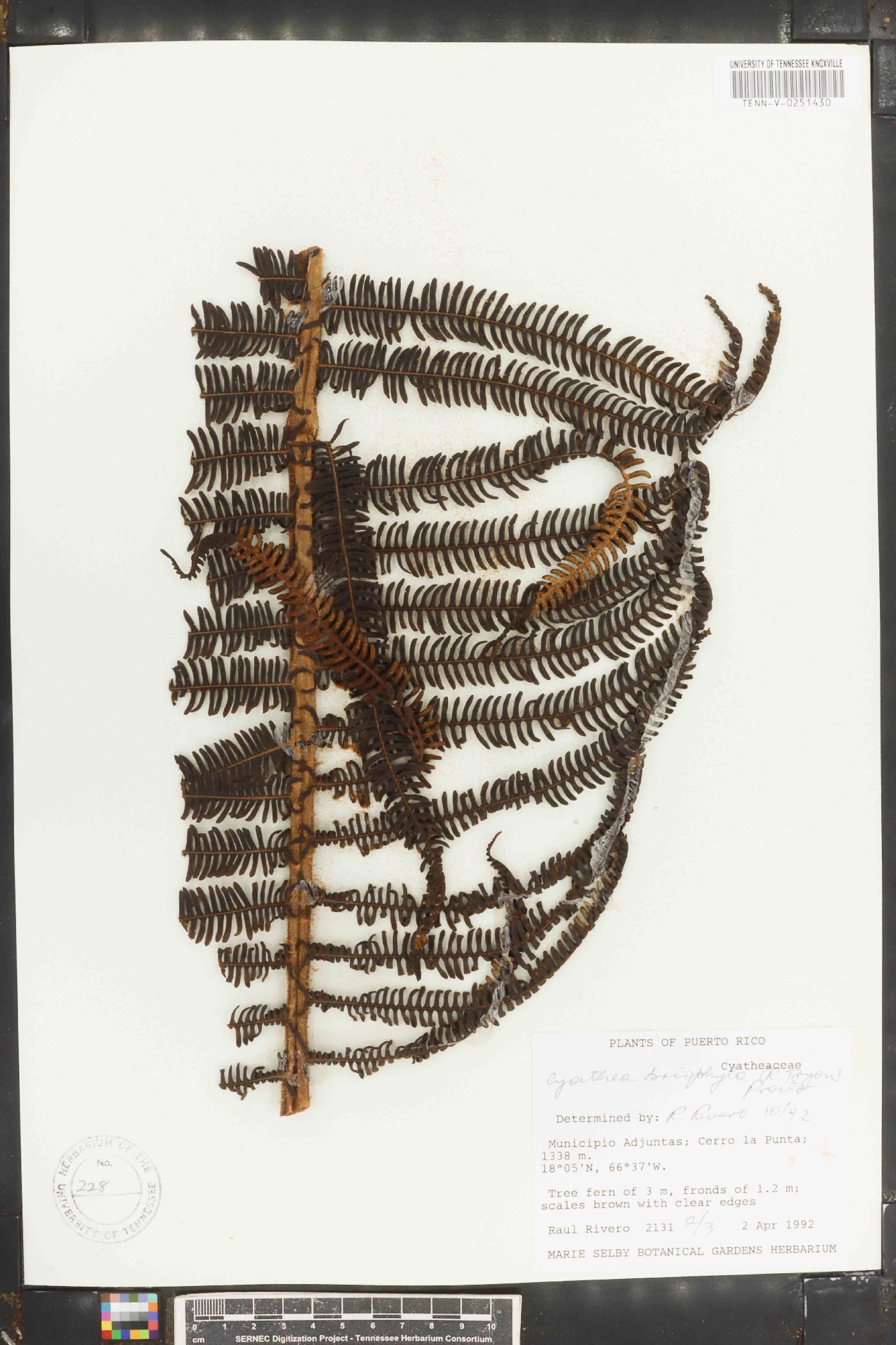 Cyathea bryophila image