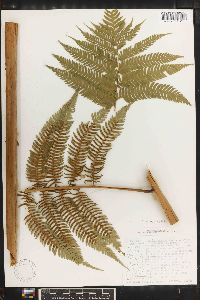 Cyathea arborea image