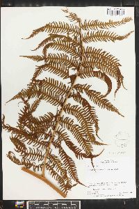 Cyathea arborea image