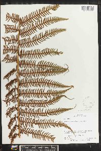 Cyathea arborea image