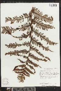 Cyathea bryophila image