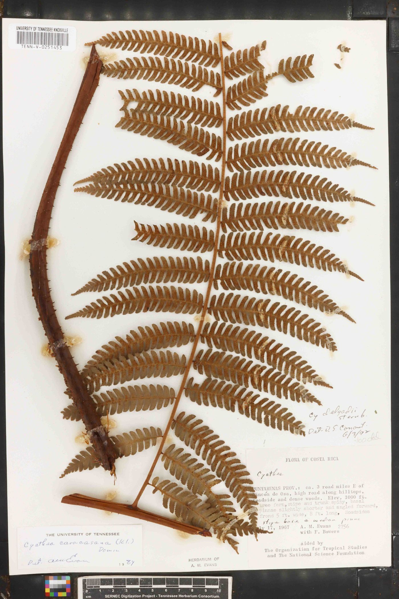 Cyathea caracasana image