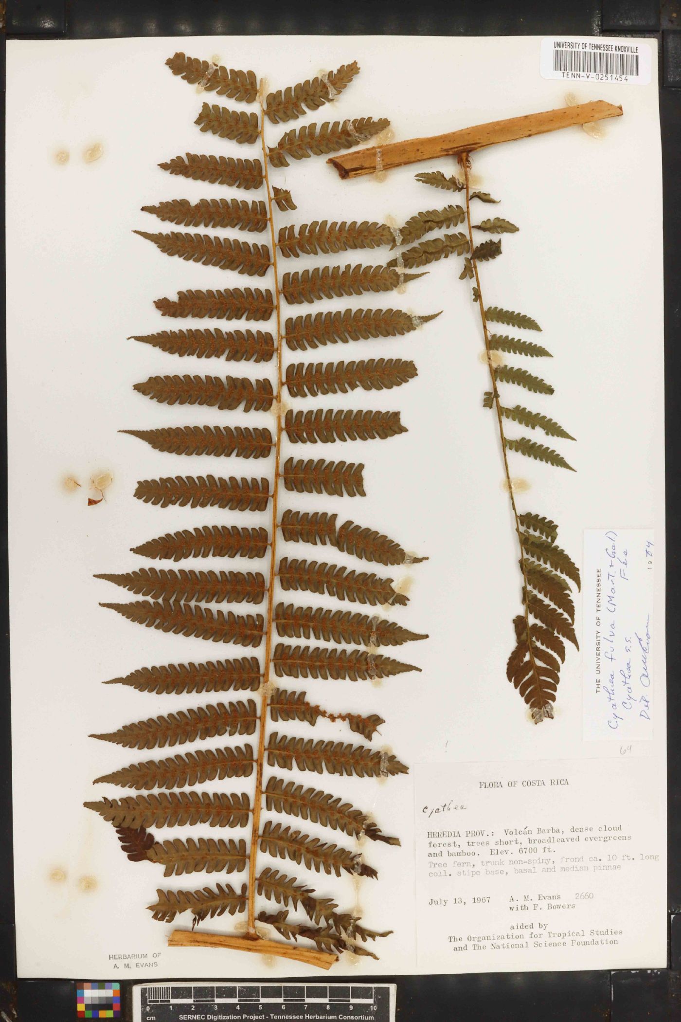 Cyathea fulva image