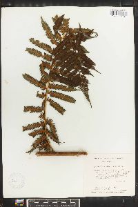 Cyathea fulva image