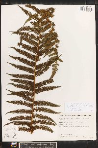 Cyathea fulva image