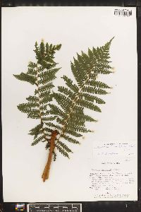 Cyathea fulva image