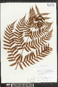 Cyathea furfuracea image