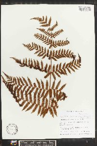 Cyathea furfuracea image