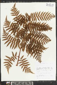 Cyathea furfuracea image