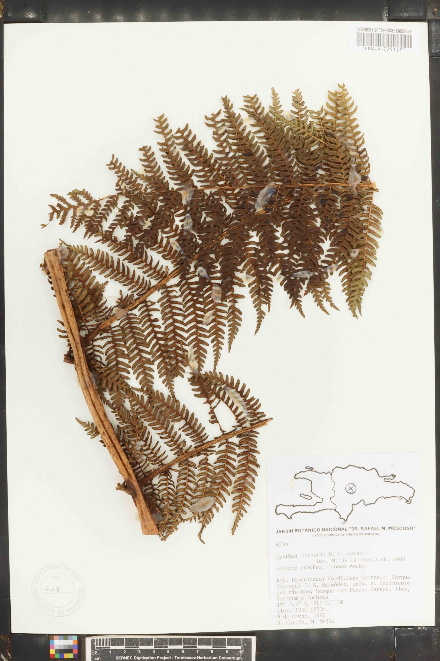 Cyathea insignis image