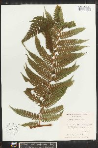 Cyathea divergens var. tuerckheimii image