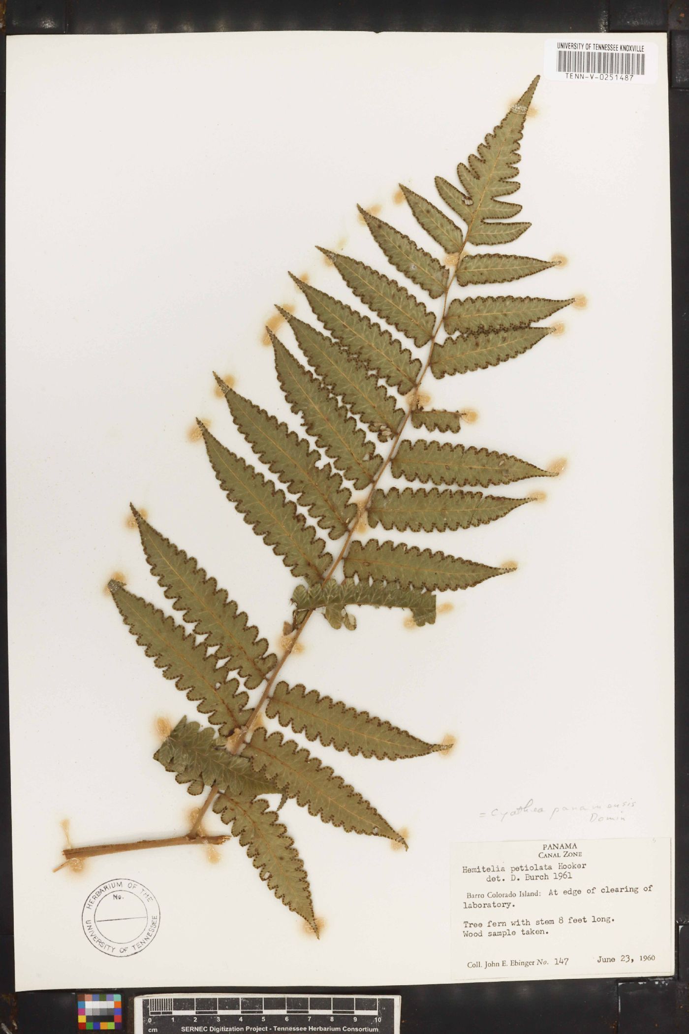 Cyathea rojasiana image