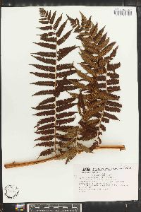 Cyathea suprastrigosa image