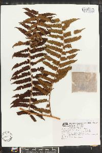 Cyathea suprastrigosa image